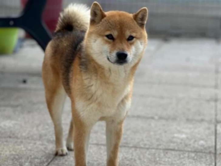 Femelle Shiba Inu LOF à vendre ou à placer en contrat d'élevage