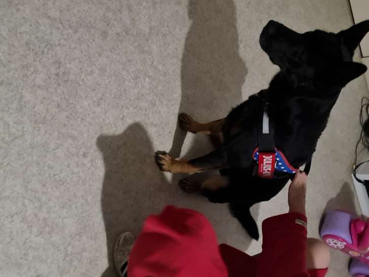 Donne chien Malinois croisé Beauceron adulte