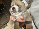 Chiots Akita Inu à vendre