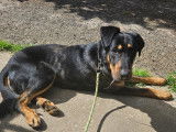 Chien adulte de type Beauceron Mâle à donner