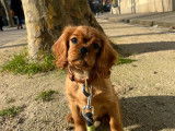 Mâle Cavalier King Charles fauve disponible pour saillie