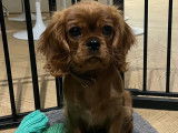 Mâle Cavalier King Charles fauve disponible pour saillie