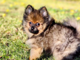 Chiots Spitz Nains à vendre