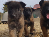 Magnifiques chiots Berger Belge Tervueren LOF à vendre