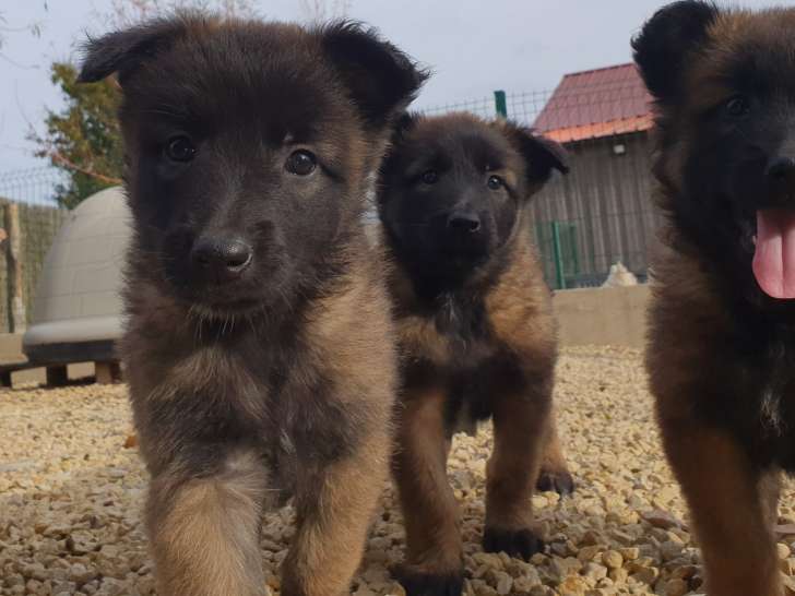 Magnifiques chiots Berger Belge Tervueren LOF à vendre