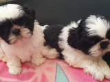 Magnifiques chiots de type Shih Tzu à vendre