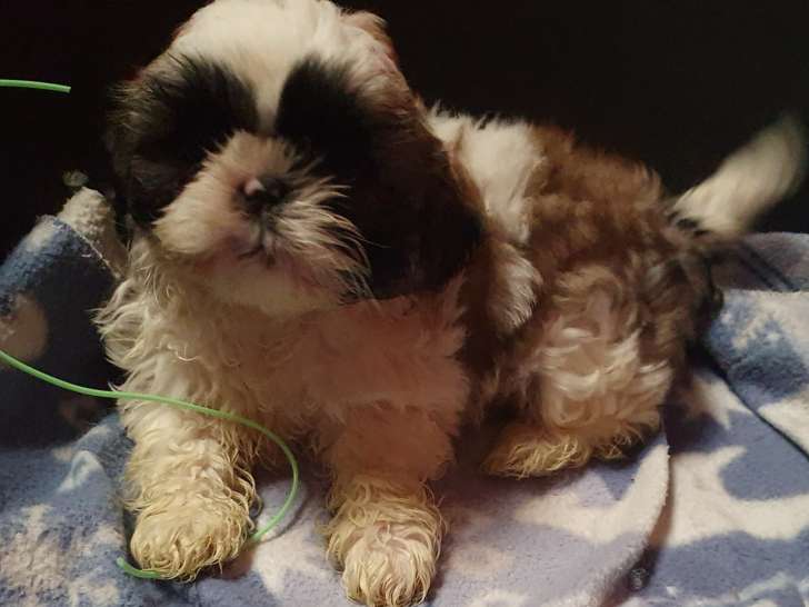 Magnifiques chiots de type Shih Tzu à vendre