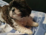 Magnifiques chiots de type Shih Tzu à vendre
