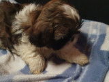 Magnifiques chiots de type Shih Tzu à vendre