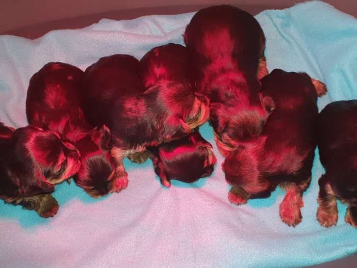 Magnifiques chiots de type Yorkshire à vendre