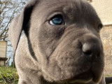 9 chiots Cane Corso LOF à réserver
