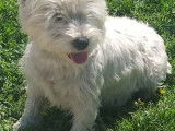 Magnifiques chiots de type Westie &agrave; vendre