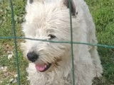 Magnifiques chiots de type Westie &agrave; vendre