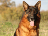 Chien Berger Allemand LOF de 3 ans fauve à vendre