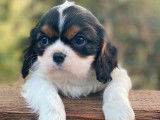 Deux chiots Cavaliers King Charles LOF à réserver