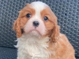 Deux chiots Cavaliers King Charles LOF à réserver