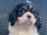 Deux chiots Cavaliers King Charles LOF à réserver