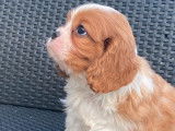 Deux chiots Cavaliers King Charles LOF à réserver