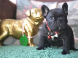 Des chiots Bouledogues Français à réserver