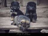 5 chiots mâles Bergers Allemands LOF à vendre
