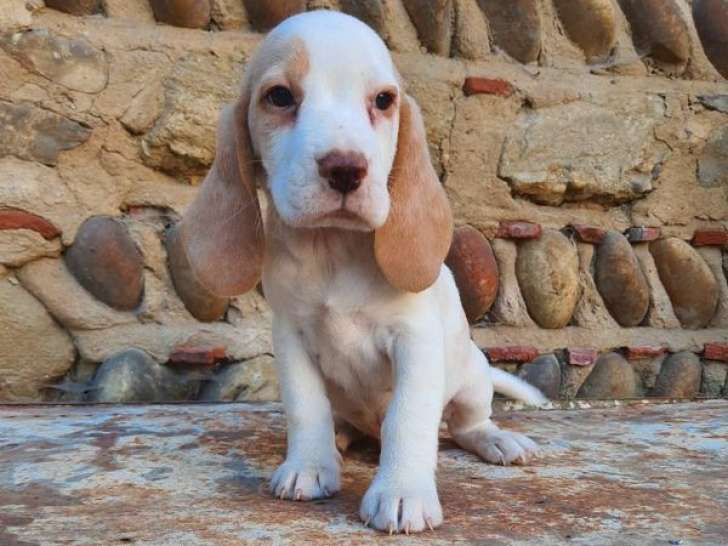 6 chiots Beagles mâles LOF à vendre