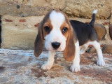 6 chiots Beagles mâles LOF à vendre