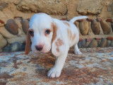 6 chiots Beagles mâles LOF à vendre
