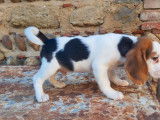 6 chiots Beagles mâles LOF à vendre