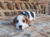 6 chiots Beagles mâles LOF à vendre