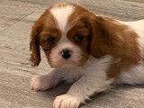 A réserver : 4 chiots femelles Cavaliers King Charles LOF