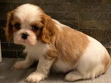 A réserver : 4 chiots femelles Cavaliers King Charles LOF