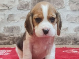 7 chiots Beagles tricolores LOF à réserver