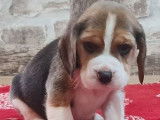 7 chiots Beagles tricolores LOF à réserver