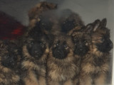 À réserver : 4 chiots Bergers Allemands LOF