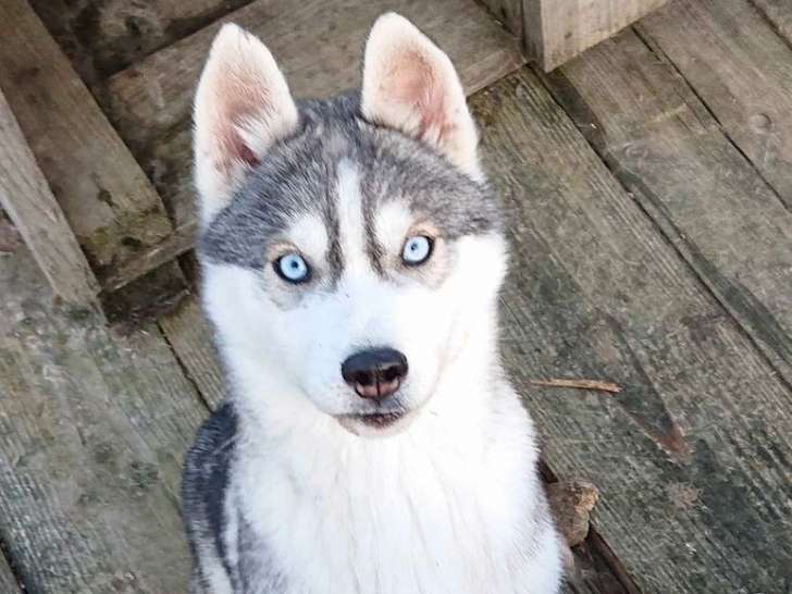 Un chiot femelle Husky Sibérien au pelage gris LOF à réserver