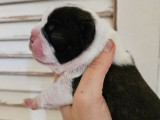 À réserver : trois chiots Boston Terriers bringé et blanc LOF