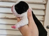 À réserver : trois chiots Boston Terriers bringé et blanc LOF