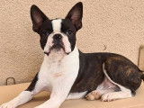 À réserver : trois chiots Boston Terriers bringé et blanc LOF