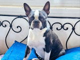 À réserver : trois chiots Boston Terriers bringé et blanc LOF