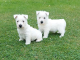 À acheter : deux chiots Westies LOF