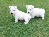 &Agrave; acheter : deux chiots Westies LOF