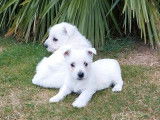&Agrave; acheter : deux chiots Westies LOF