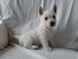 &Agrave; acheter : deux chiots Westies LOF