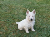 &Agrave; acheter : deux chiots Westies LOF