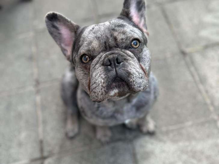 Chien Bouledogue Français silver merle à vendre