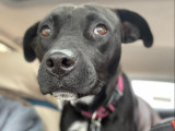 Chienne à adopter