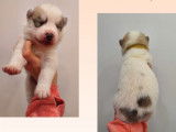 Chiots Samoy&egrave;de crois&eacute;s Husky &agrave; vendre