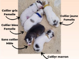 Chiots Samoyède croisés Husky à vendre