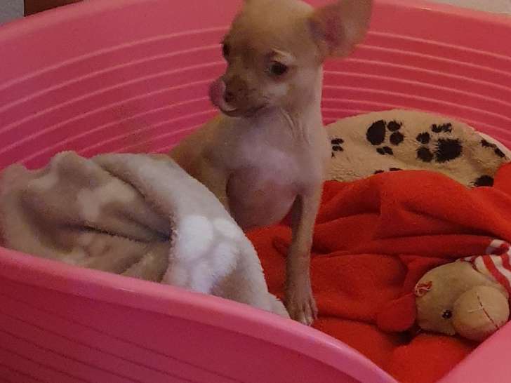 Chiot mâle de type Chihuahua à vendre