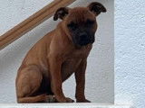 À vendre : un chiot mâle Staffie LOF, de juillet 2023